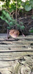 Animal Removal Henrietta Township